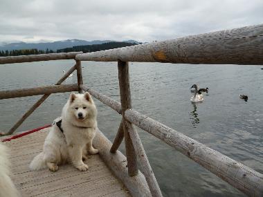 Holiday House in Lechbruck am See (Bavarian Swabia) or holiday homes and vacation rentals