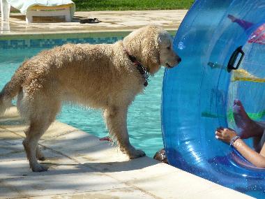 Holiday House in BRIGNOLES (Var) or holiday homes and vacation rentals