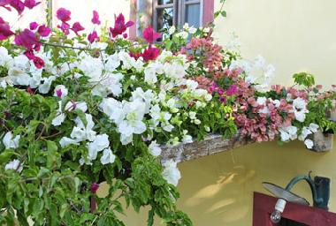 Holiday House in Ponta do Pargo (Madeira) or holiday homes and vacation rentals