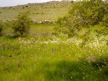 Holiday House in Muopepe (vila) or holiday homes and vacation rentals