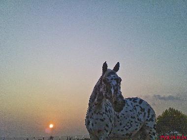 Villa in Chavriata (Kefallinia) or holiday homes and vacation rentals