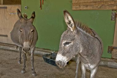 Villa in Chavriata (Kefallinia) or holiday homes and vacation rentals