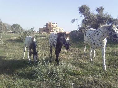 Villa in Chavriata (Kefallinia) or holiday homes and vacation rentals