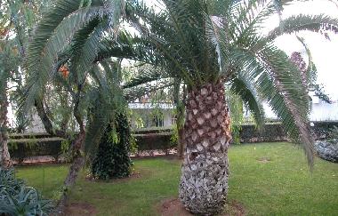 Holiday Apartment in Tavira (Algarve) or holiday homes and vacation rentals