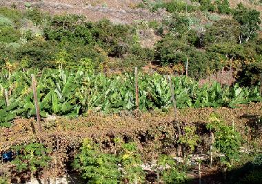 Holiday House in Ribeira Brava (Madeira) or holiday homes and vacation rentals