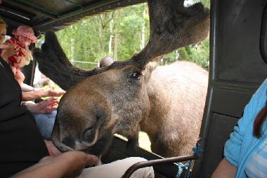 Holiday House in Lnneberga (Smaland) or holiday homes and vacation rentals