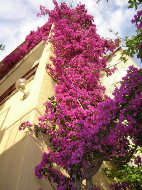 Holiday Apartment in Makarska (Splitsko-Dalmatinska) or holiday homes and vacation rentals