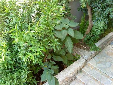 Holiday Apartment in Makarska (Splitsko-Dalmatinska) or holiday homes and vacation rentals