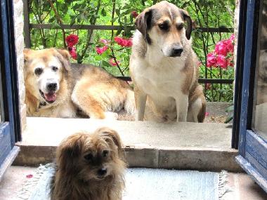 Holiday House in Sassocorvaro (Pesaro e Urbino) or holiday homes and vacation rentals