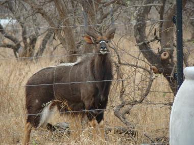 BushGlam nyala at the fence