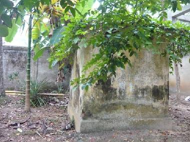 GARDEN SHED, COVERED IN PASSION FRUIT