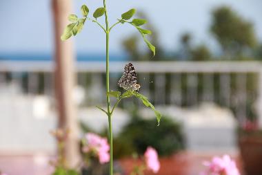 Holiday Apartment in Hammamet (Nabul) or holiday homes and vacation rentals