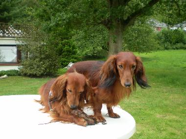 Holiday Apartment in Malente-Krummsee (Holsteinische Schweiz) or holiday homes and vacation rentals