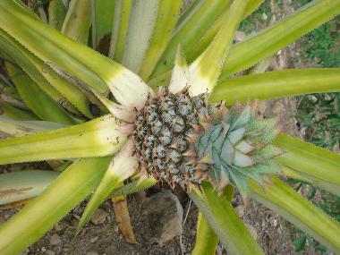 Holiday Apartment in la piedra (El Seibo) or holiday homes and vacation rentals
