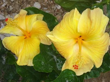 Holiday Apartment in la piedra (El Seibo) or holiday homes and vacation rentals