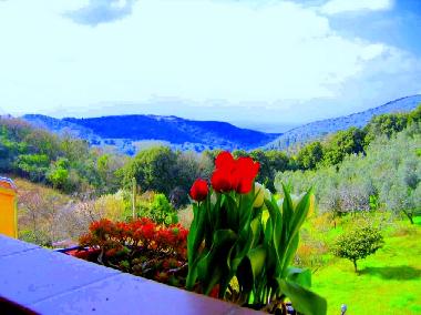 Holiday Apartment in Campiglia Marittima (Livorno) or holiday homes and vacation rentals