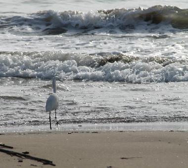 Holiday Apartment in Ardea Roma (Roma) or holiday homes and vacation rentals