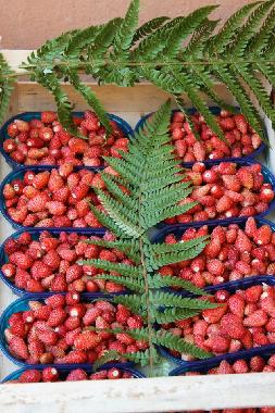 Holiday Apartment in Ardea Roma (Roma) or holiday homes and vacation rentals