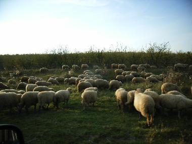 Holiday House in Cund (Mures) or holiday homes and vacation rentals