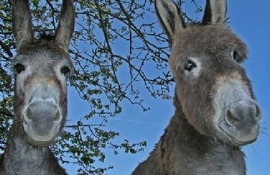 Marius & Sophie - our pet donkeys