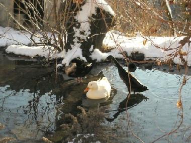 Holiday Apartment in 8820 (stliche Obersteiermark) or holiday homes and vacation rentals