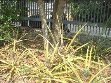 PICK YOUR OWN TROPICAL FRUITS
