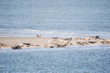 Holiday Apartment in Wangerooge (East Frisians (Islands)) or holiday homes and vacation rentals