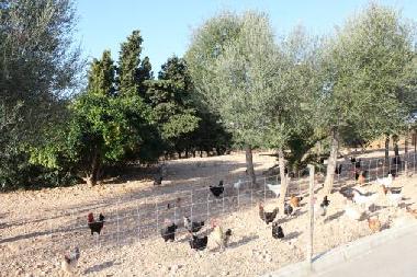 Holiday House in Manacor (Mallorca) or holiday homes and vacation rentals