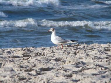 Holiday Apartment in Ustka (Pomorskie) or holiday homes and vacation rentals