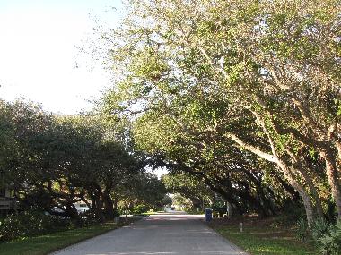 Sea Mist Drive, live oaks in winter