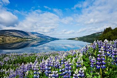 Lake Skorradalsvatn in the summer.  Only 15 minutes from our house