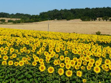 sunflowers spotted during a hike