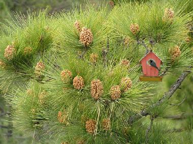 Holiday Apartment in aguimes (Gran Canaria) or holiday homes and vacation rentals