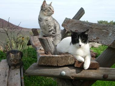 Holiday Apartment in aguimes (Gran Canaria) or holiday homes and vacation rentals