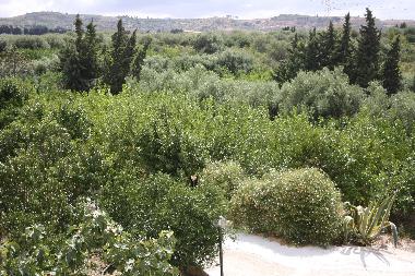 Lemone grove (from the windows looking to the mountains)