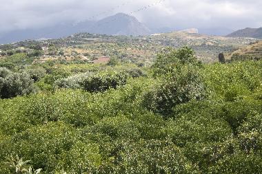 Garden and Madonie Landscape