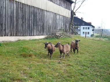 Holiday Apartment in Wei�enstadt (Upper Franconia) or holiday homes and vacation rentals