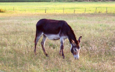 Holiday House in Aubeterre-sur-Dronne (Charente) or holiday homes and vacation rentals