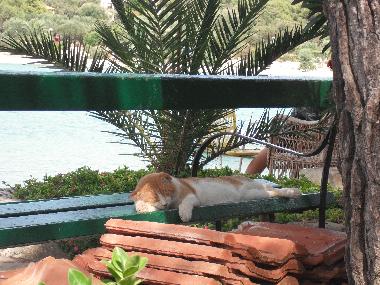 Holiday Apartment in Orebic (Dubrovacko-Neretvanska) or holiday homes and vacation rentals