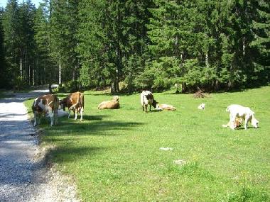 Holiday House in Feistritz (Klagenfurt-Villach) or holiday homes and vacation rentals