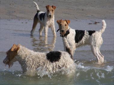 Holiday House in Denneville-Plage (Manche) or holiday homes and vacation rentals