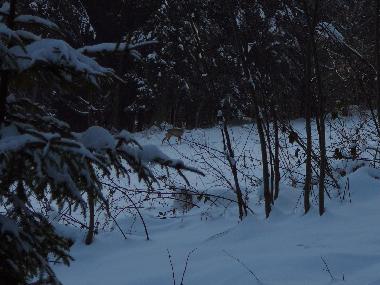 Holiday House in Rabka Zdrj (Malopolskie) or holiday homes and vacation rentals