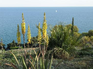 Villa in Piani Cipressa (Imperia) or holiday homes and vacation rentals