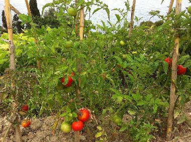 Villa in Piani Cipressa (Imperia) or holiday homes and vacation rentals