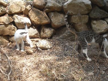 Chalet in Olympos (Antalya) or holiday homes and vacation rentals