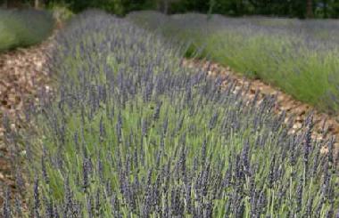 Villa in Roussillon (Vaucluse) or holiday homes and vacation rentals