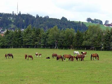 Holiday Apartment in Le Noirmont (La Chaux-de-Fonds) or holiday homes and vacation rentals