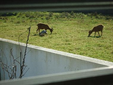 Holiday House in Caminha (Norte) or holiday homes and vacation rentals