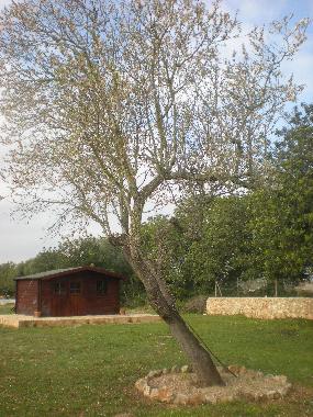 Holiday House in Porreres (Mallorca) or holiday homes and vacation rentals