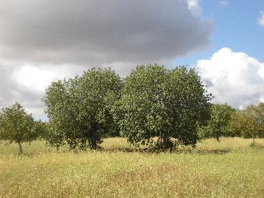 Holiday House in Porreres (Mallorca) or holiday homes and vacation rentals